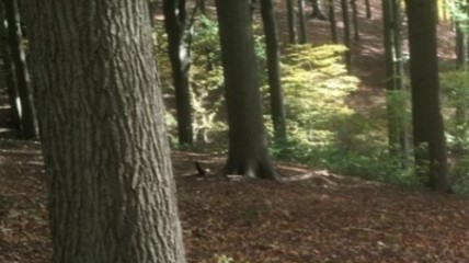 Wandeling Meerdaelwoud